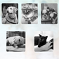 Waterless Pet Grooming Gloves for Cats & Dogs